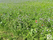 Terrain à BELIGNEUX