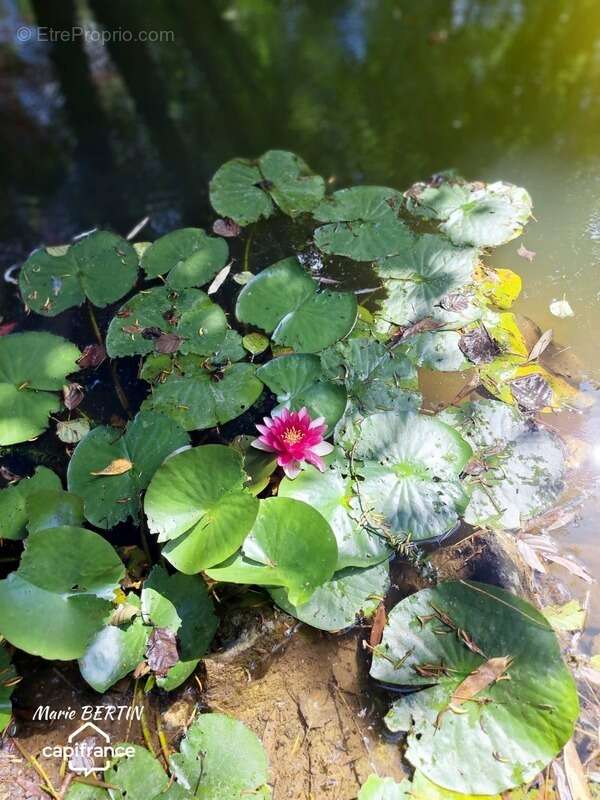 Maison à CELLES-SUR-BELLE