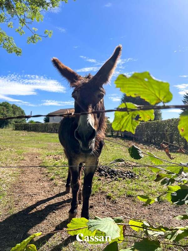 Commerce à TEISSIERES-DE-CORNET