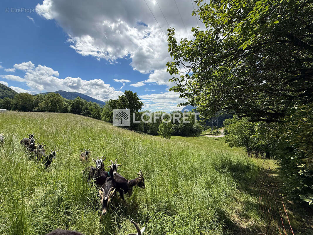 Terrain à CESARCHES