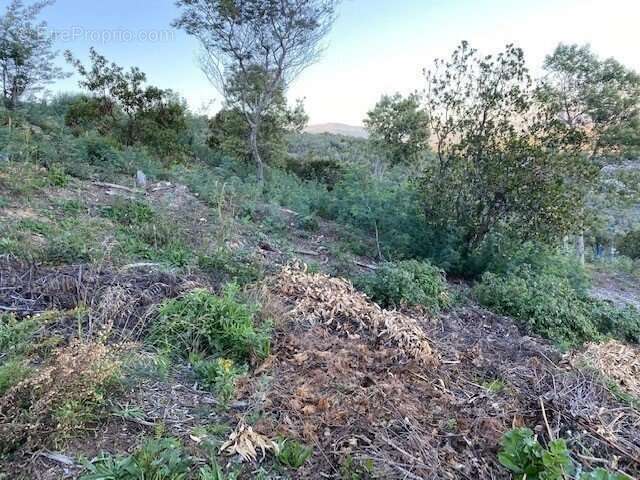 Terrain 1078 m² à Mandelieu-La-Napoule  - photo 6