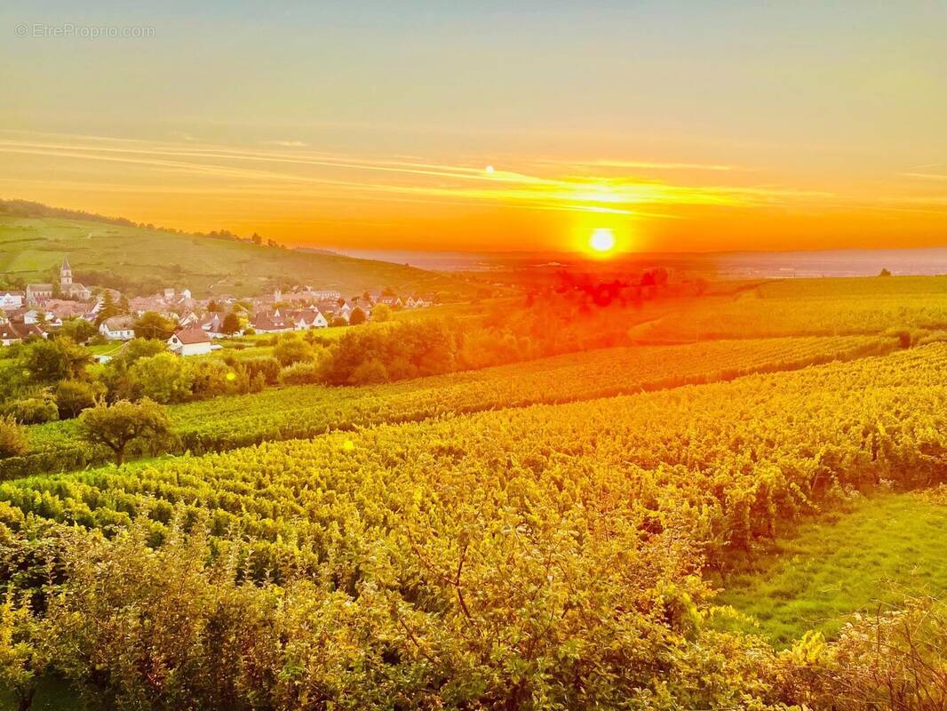 Photo 1 - Maison à RIBEAUVILLE