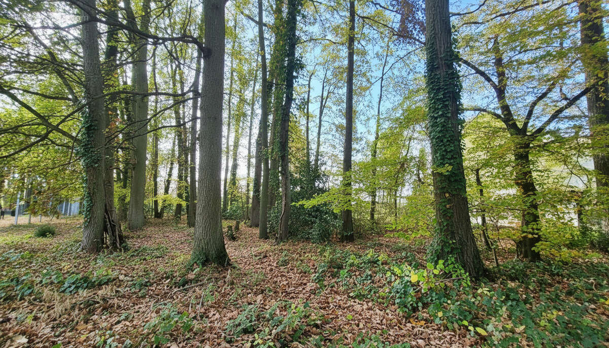 Terrain à NEAUPHLE-LE-CHATEAU