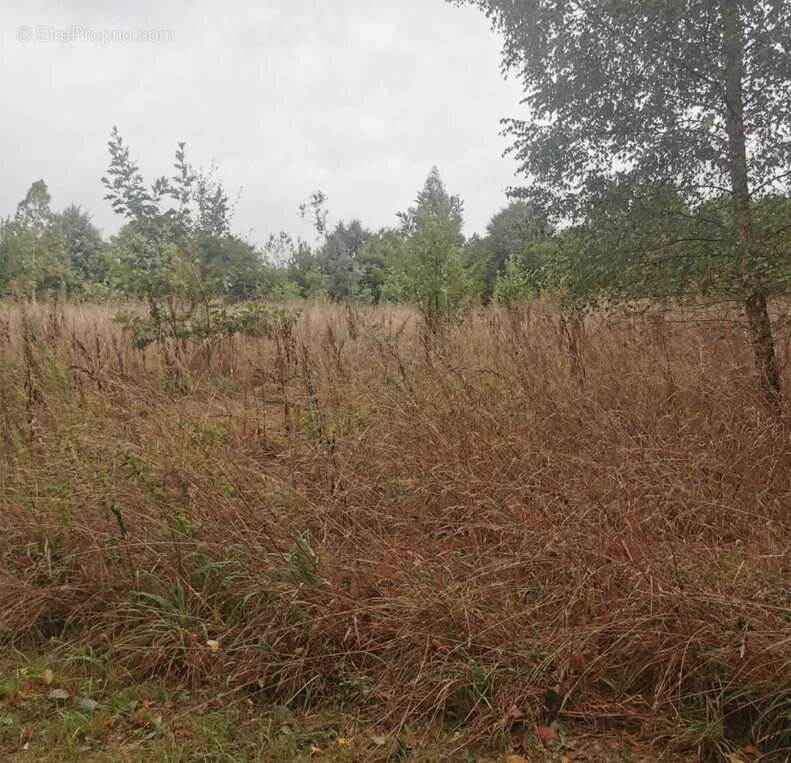 Meslan Vente Terrains à bâtir - photo 4