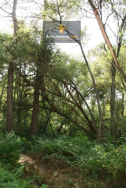 Vente Terrain Hellean(56120) 6 200ï¿œ - photo 2