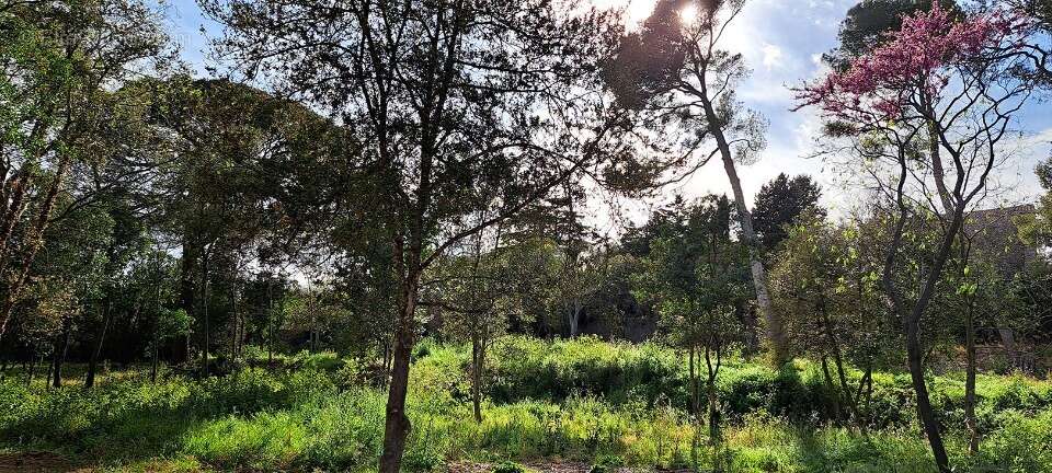 Terrain à COURNONSEC