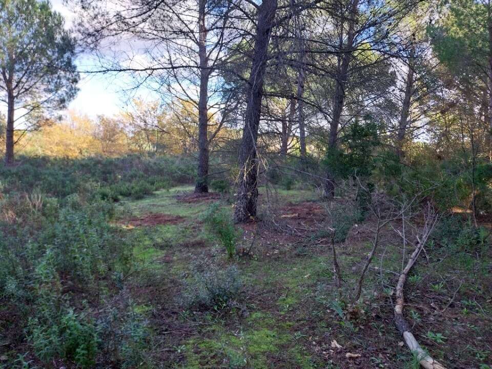 Terrain à PUGET-SUR-ARGENS