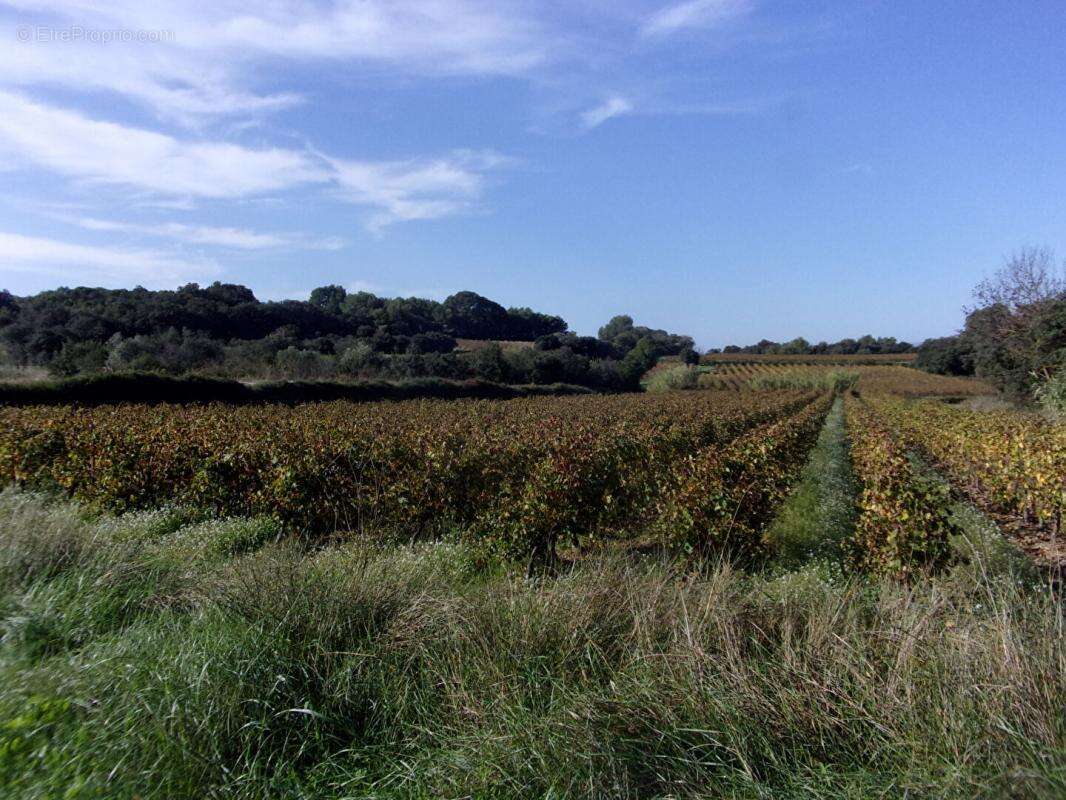 Terrain à SAINT-PONS-DE-MAUCHIENS