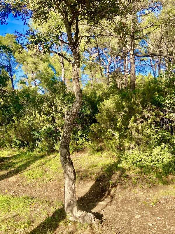 Terrain à SIX-FOURS-LES-PLAGES