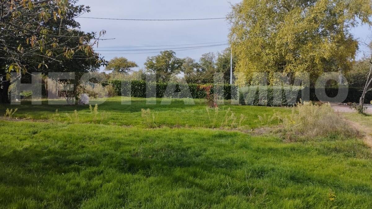 1 - Terrain à CHAMPTOCEAUX