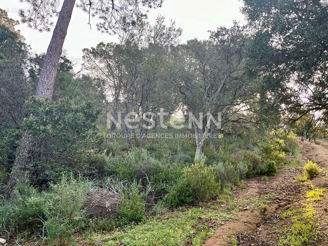 Terrain viabilisé constructible Sainte-Lucie de Porto-Vecchio 1400 m² - photo 4
