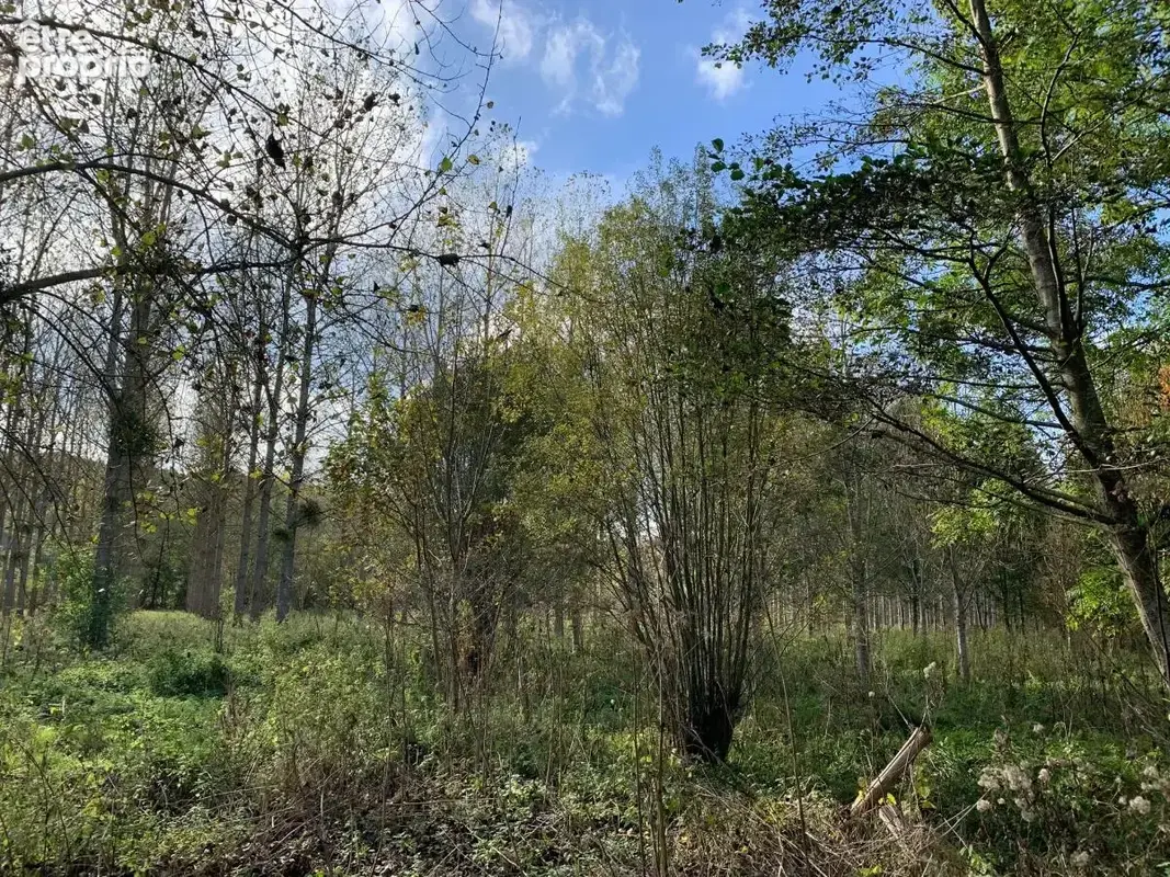 Terrain 88 923 m² à vendre à Tordouet (14290) - photo 5