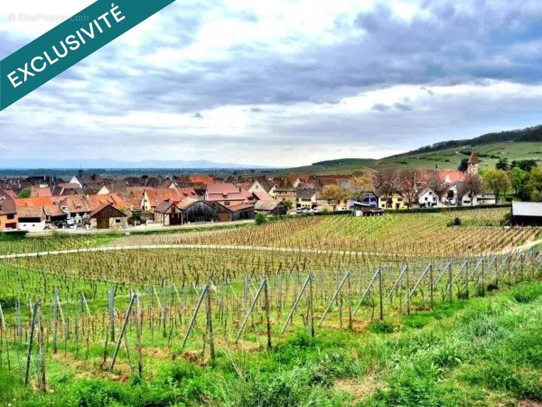 Photo 1 - Terrain à AMMERSCHWIHR