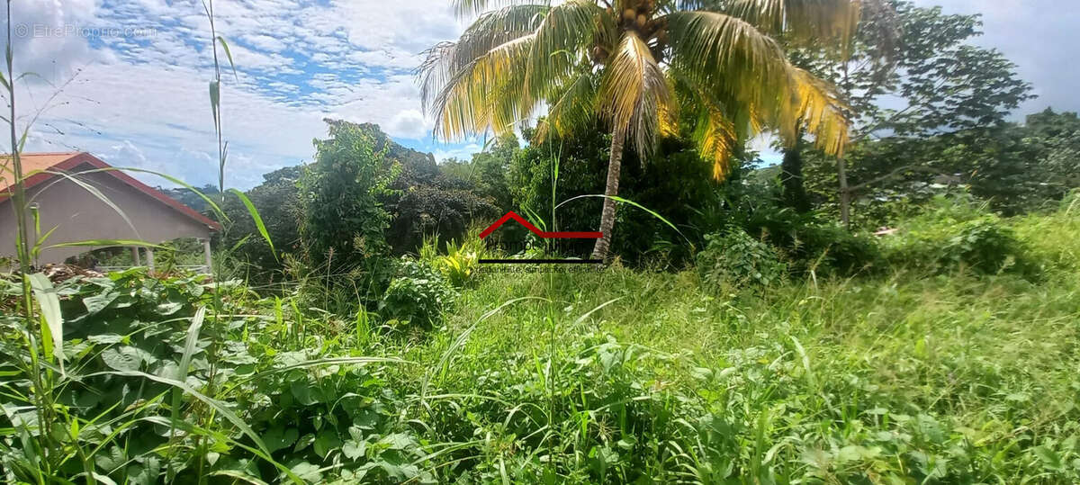 Terrain à SAINT-JOSEPH