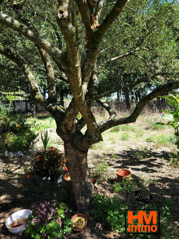 Maison à SAINT-JUST-LUZAC