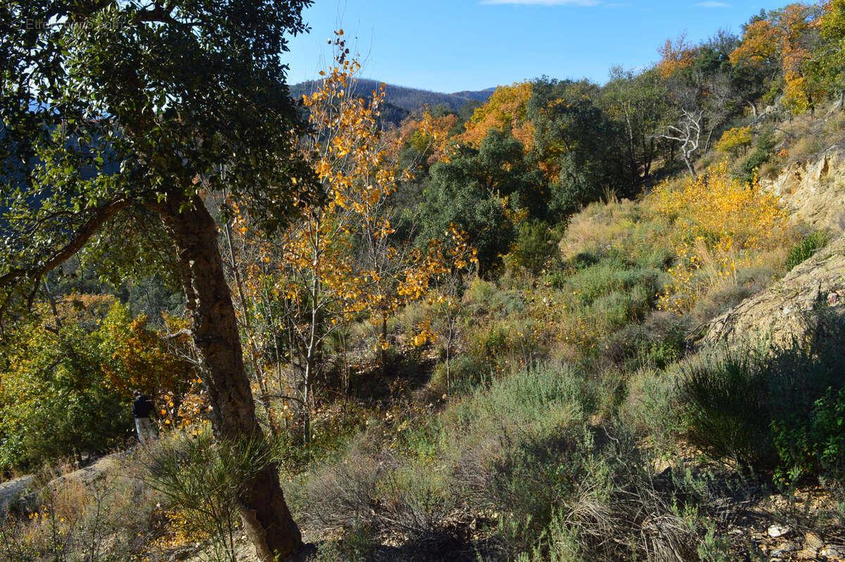 Terrain à ARLES-SUR-TECH
