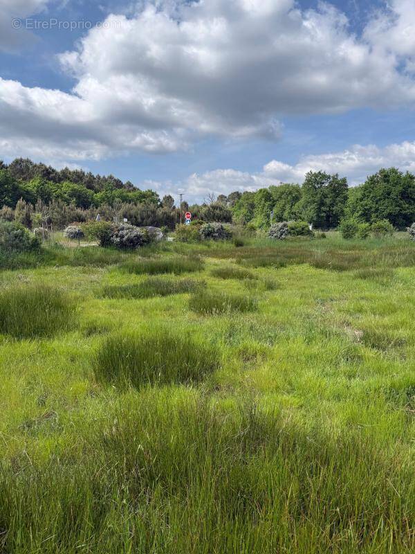 Terrain à SALAUNES