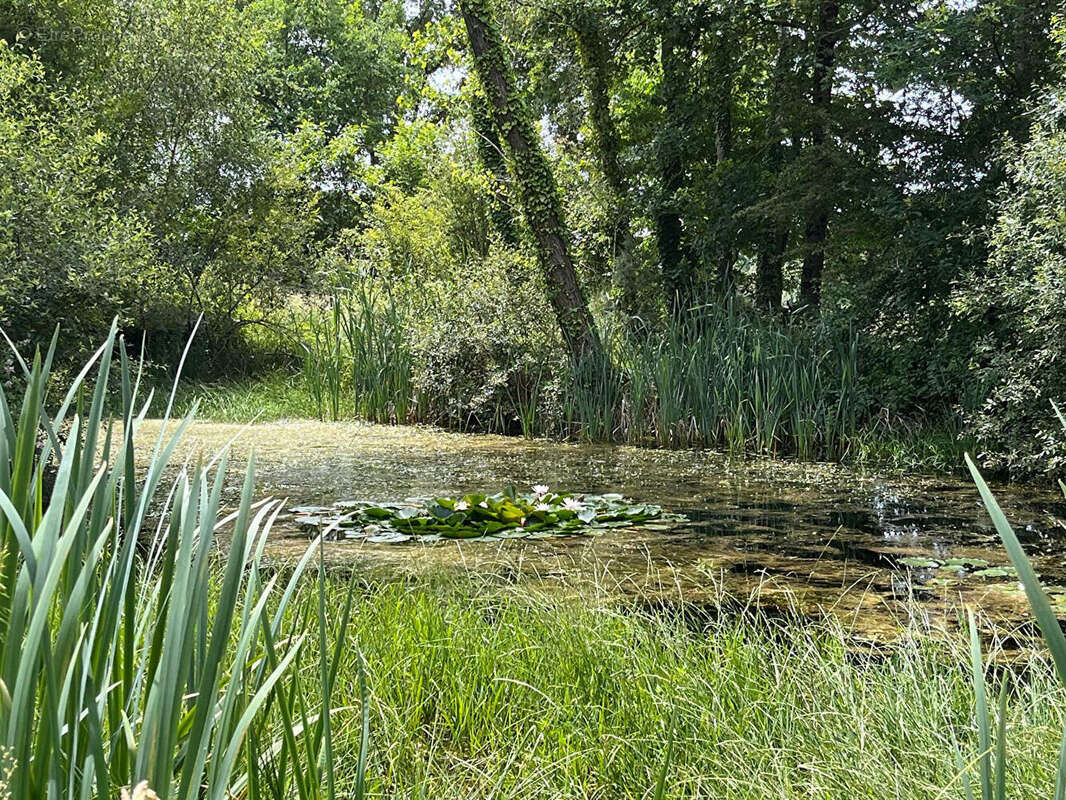 Propriété rurale sur 11658m2 - photo 10