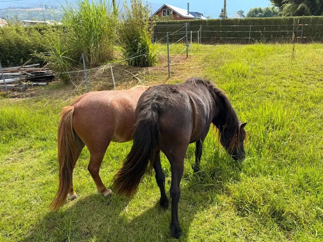 Maison à SAINT-JOSEPH