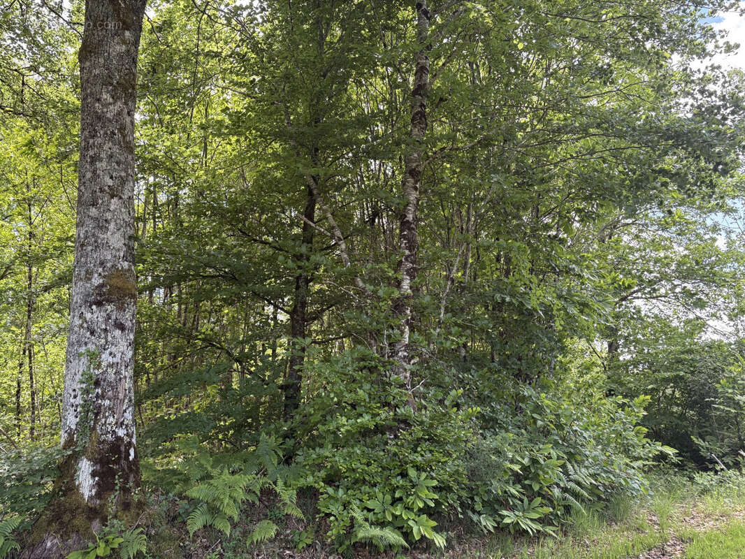 Proche Saint Yrieix La Perche - photo 10