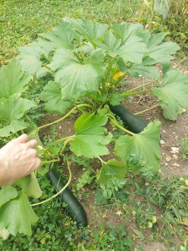 Maison à SAINT-DENIS-EN-BUGEY