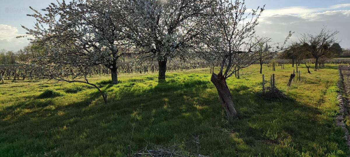 Photo 9 - Terrain à SAVIGNY-EN-VERON