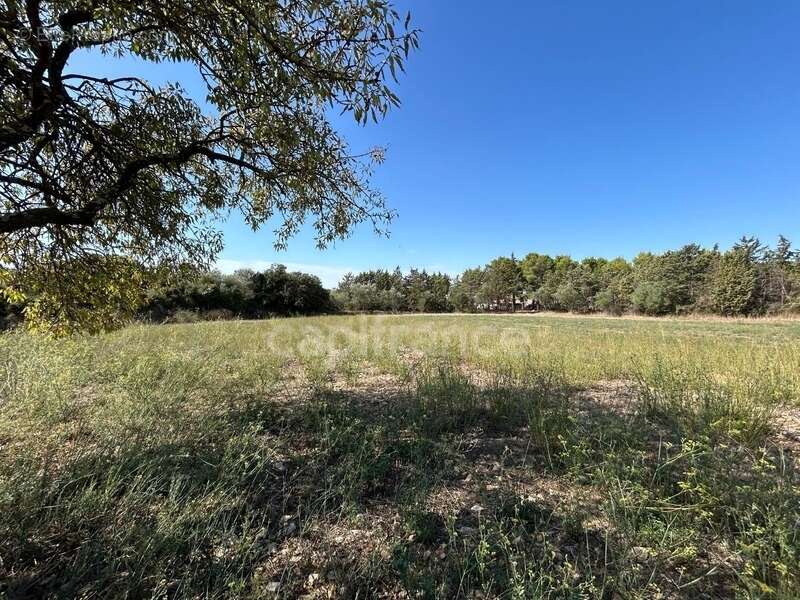 Terrain 16 200 m² + Maison autonome – Gigean – Vue imprenable – Calme absolu - photo 10