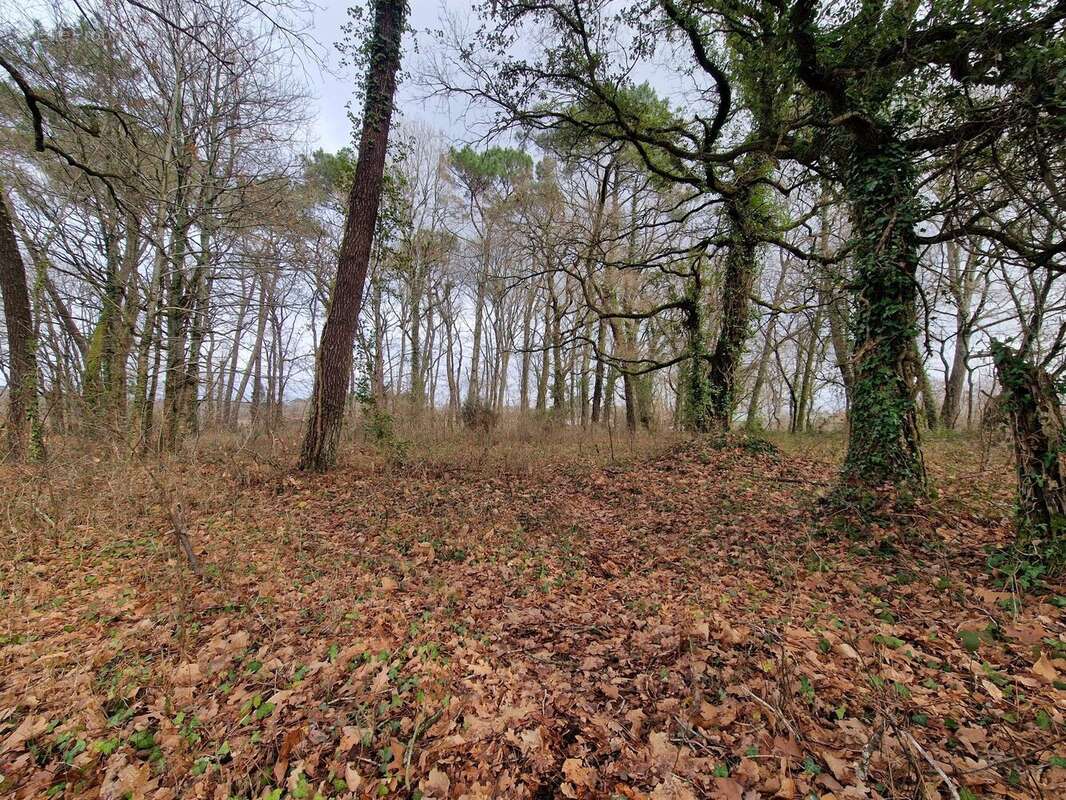 Terrain à SAINT-GEOURS-DE-MAREMNE