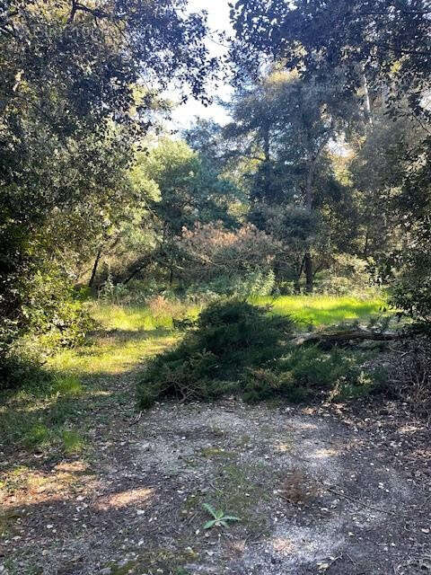 Terrain à NOIRMOUTIER-EN-L&#039;ILE