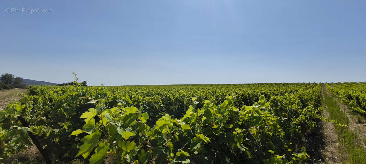 Maison et domaine viticole sur 57 hectares - vignes en aop - photo 21