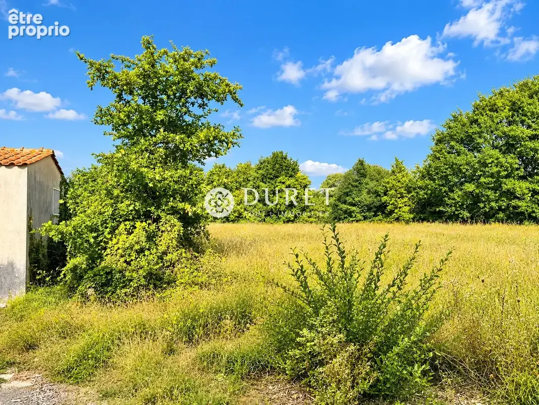 Commerce 6 181 m² à vendre à Falleron (85670) - photo 4