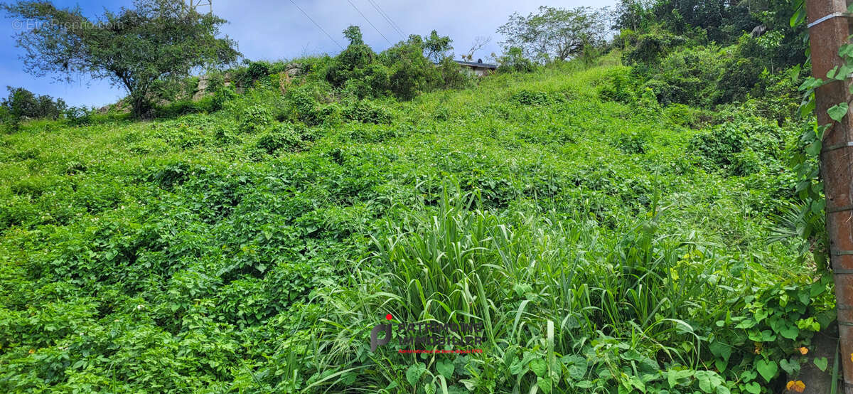 Terrain à LES ABYMES