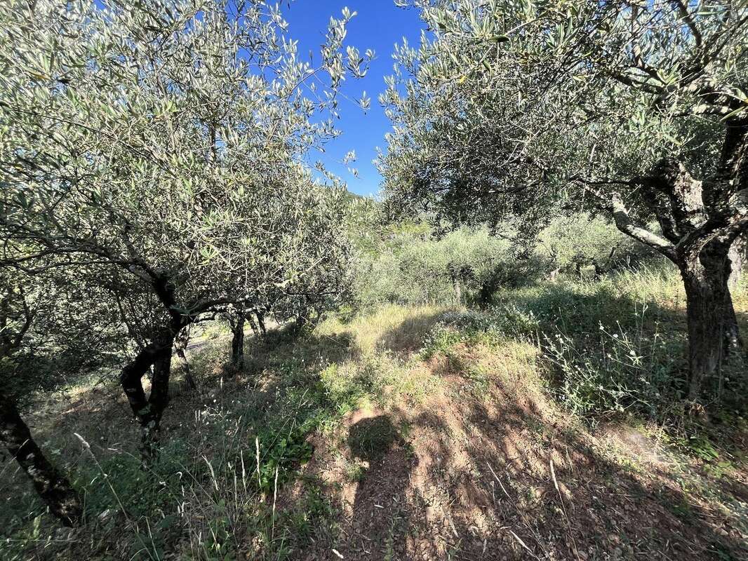 Olivette à Monoblet - photo 6