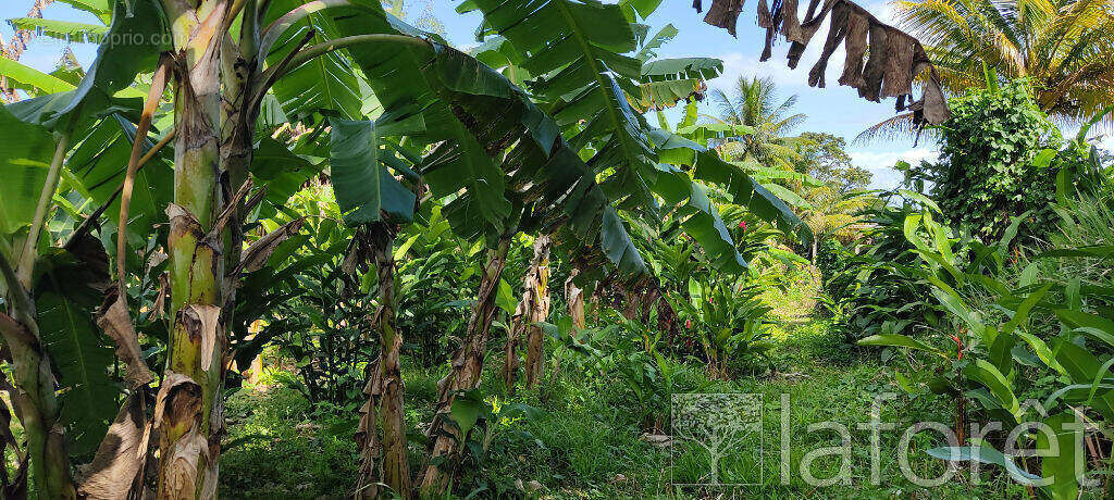Terrain à CAPESTERRE-BELLE-EAU