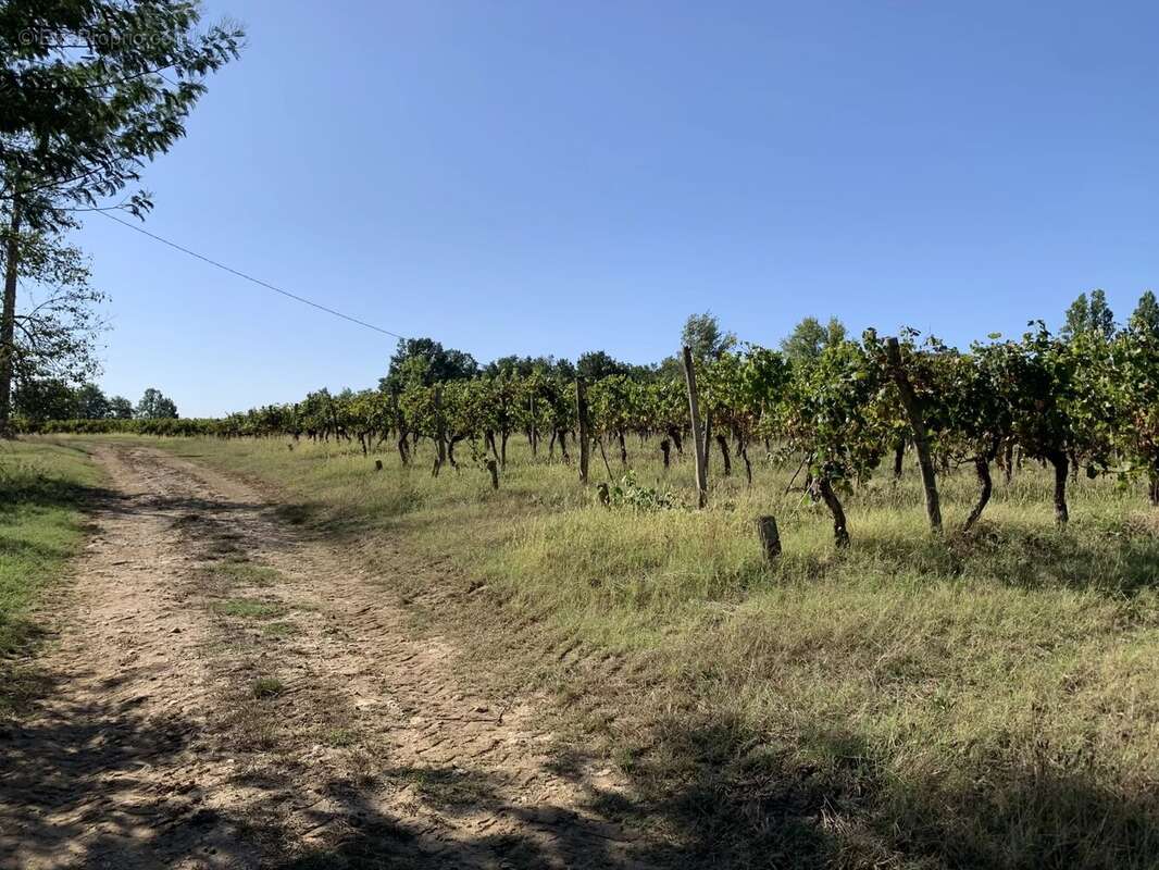 Domaine Viticole AOC Côtes De Duras - photo 2