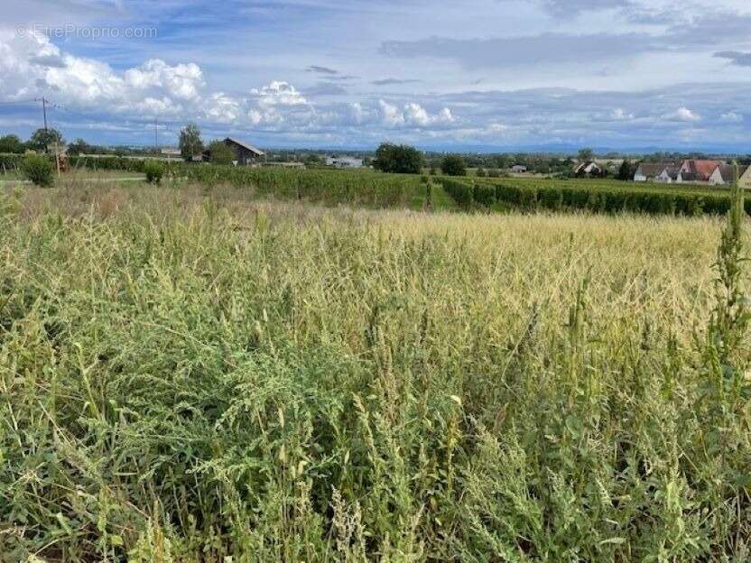 Terrain à BEBLENHEIM