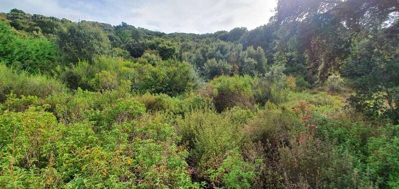 Terrain à PETRETO-BICCHISANO