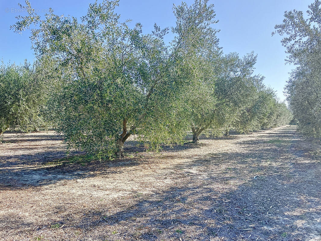 Maison à SAINT-REMY-DE-PROVENCE