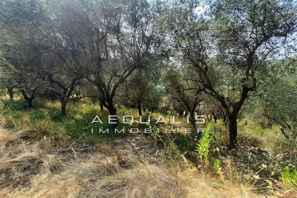 Terrain 7000 m² à La Gaude  - photo 6