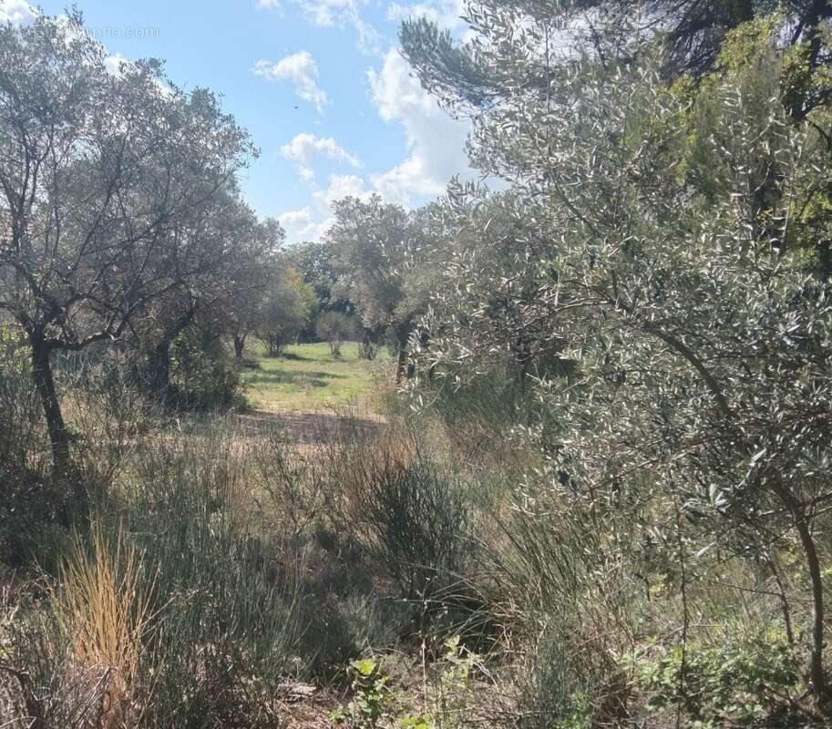 Terrain à LA BASTIDE-DES-JOURDANS