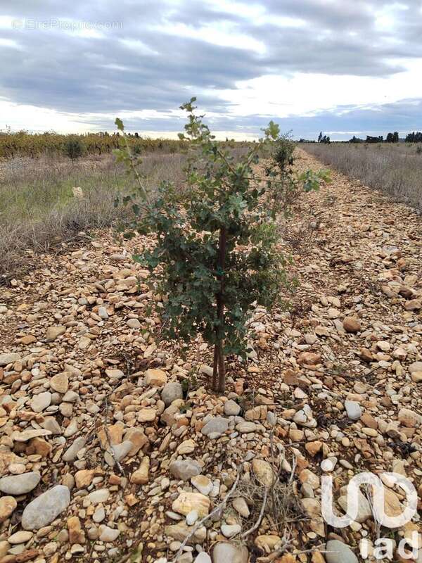 Photo 5 - Terrain à ROCHEGUDE