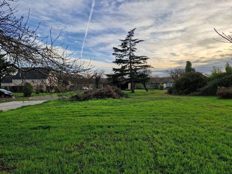Terrain à CHAMPTOCE-SUR-LOIRE