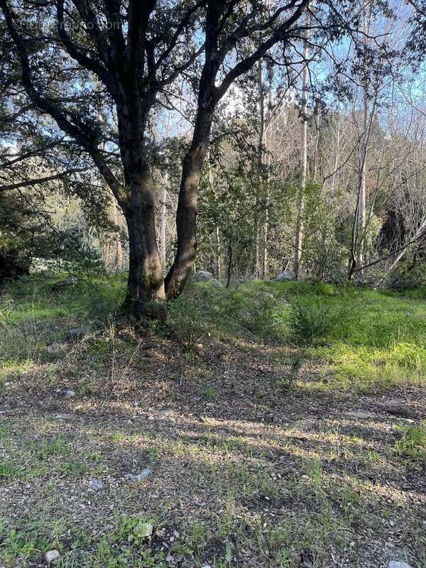 Terrain à BARBAGGIO