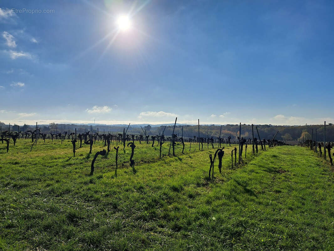 Terrain à SAINT-MACAIRE