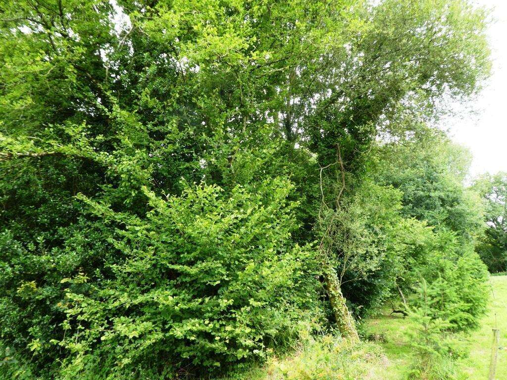 Terrain agricole - photo 2