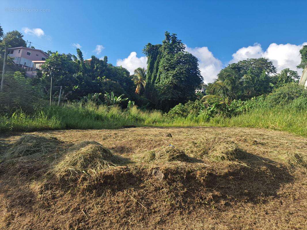 Terrain à SCHOELCHER