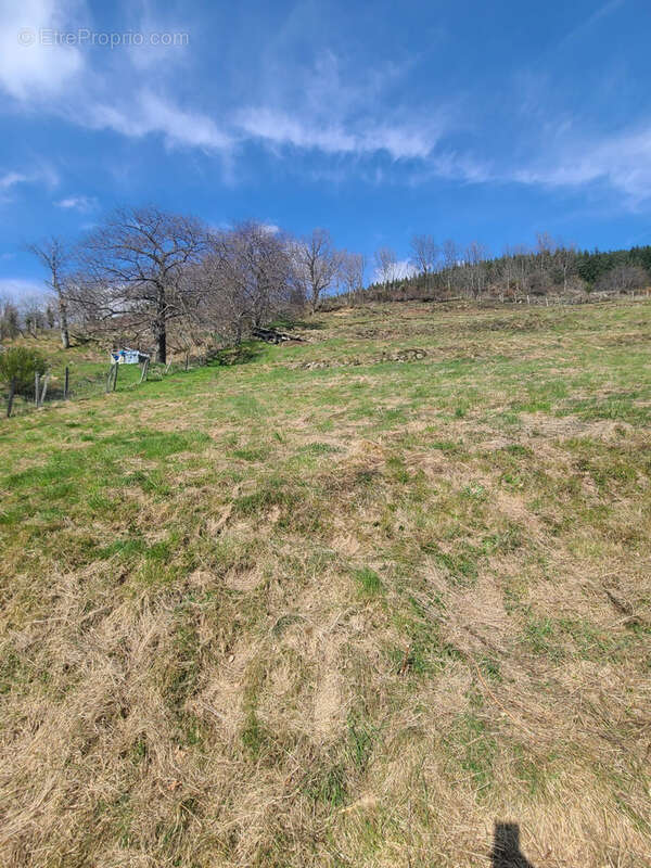 Terrain à MONESTIER