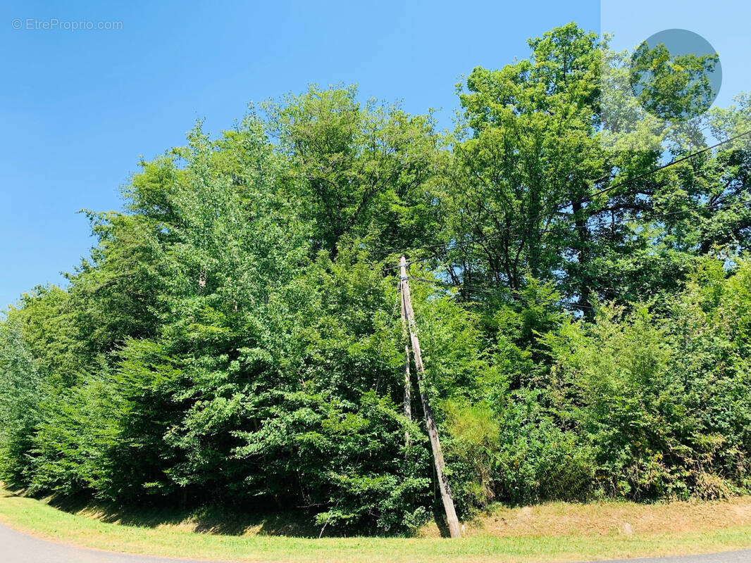 Terrain à BAZOCHES-SUR-LE-BETZ