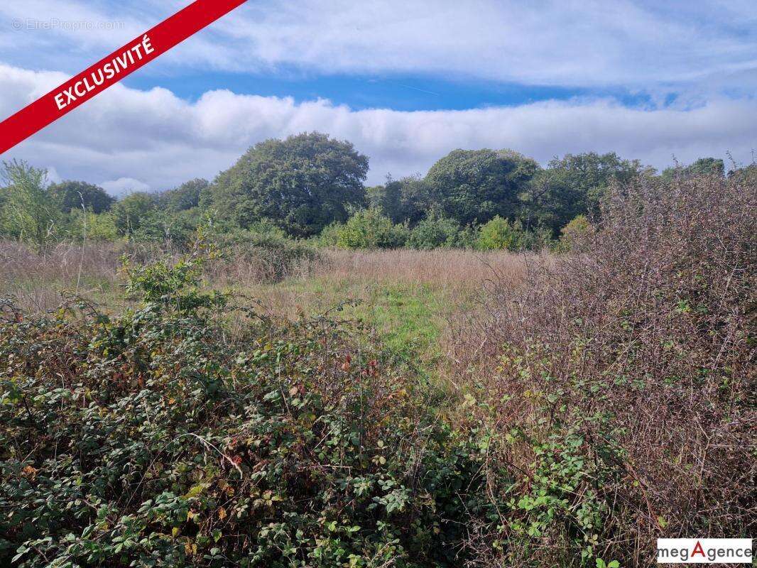 Terrain à MONTENEUF