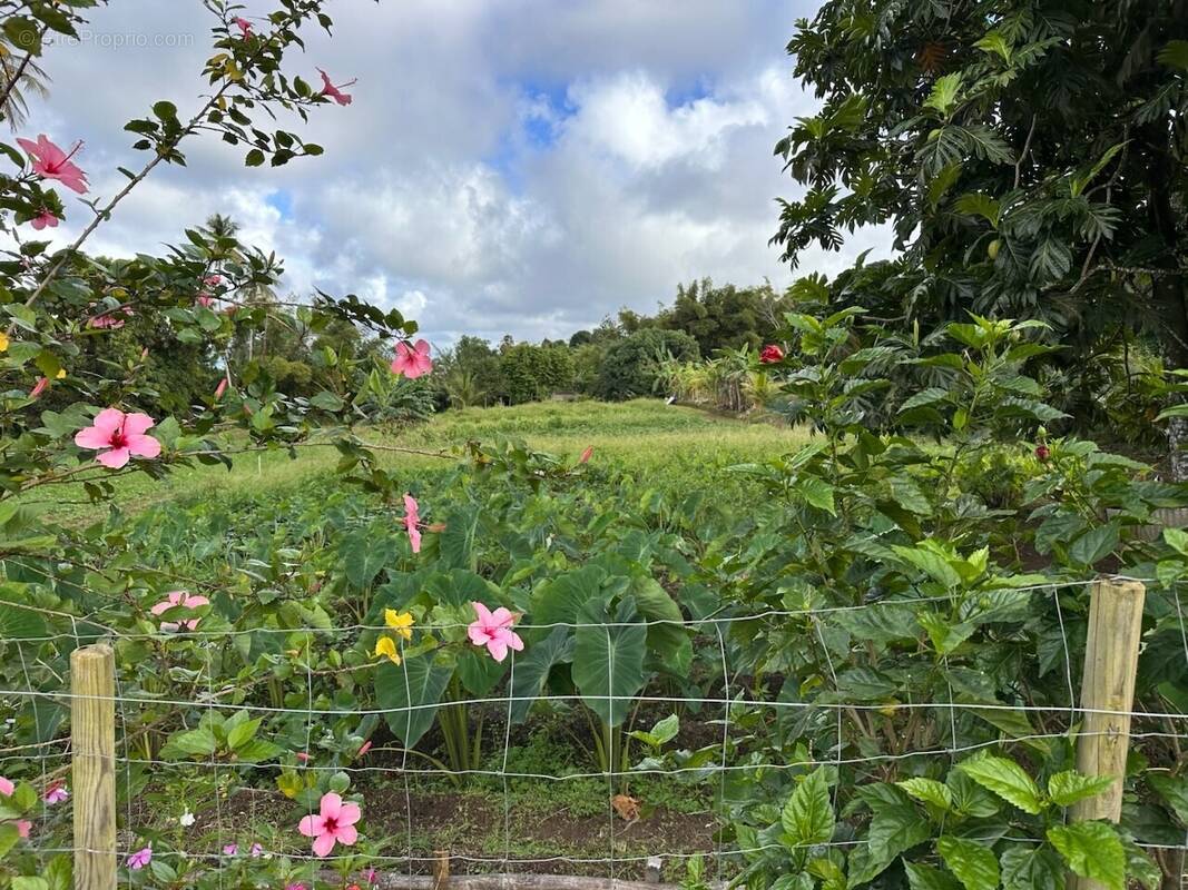 Terrain à BASSE-POINTE